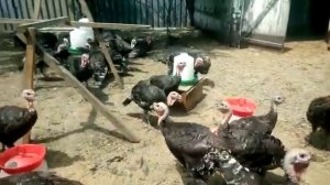 Индейка порода Бронза в три месяца