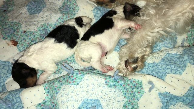 One Day Old Wire Fox Terriers смотреть онлайн