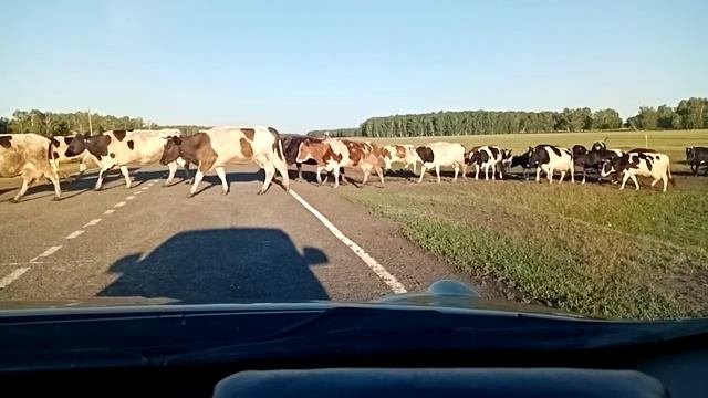 Коровы смотреть онлайн