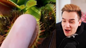 ОГРОМНАЯ Венерина Мухоловка VS Пальцы (ОПАСНО !)