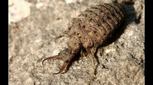 МУРАВЬИНЫЙ ЛЕВ