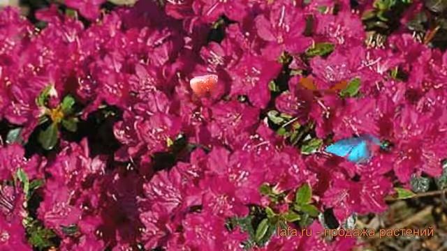 Азалия японская Пурпуртраум (purpurtraum) ? обзор: как сажать, саженцы азалии Пурпуртраум смотреть онлайн