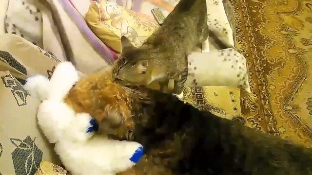 Дружба кота Малыша и собаки Филины. смотреть онлайн