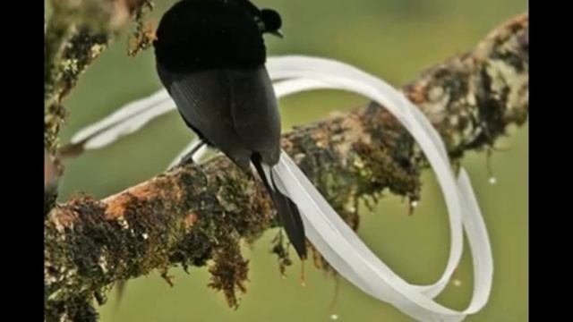 Astrapia Ribbon-Tailed (Astrapia Mayeri) смотреть онлайн
