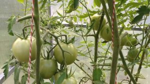 Томат ИНТУИЦИЯ. Дегустация