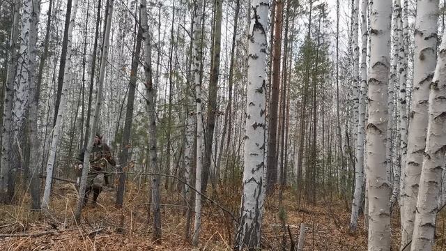 СИБИРЬ.ОТКРЫТИЕ ПРОМЫСЛА НА СОБОЛЯ.СЕЗОН МНОГООБЕЩАЮЩИЙ. смотреть онлайн