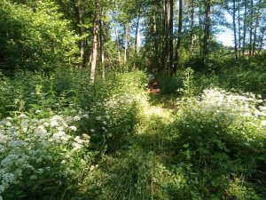 Расчистка заброшенного участка