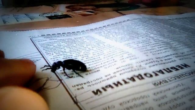 Рассказ о жуке МАЙКА ОБЫКНОВЕННАЯ смотреть онлайн