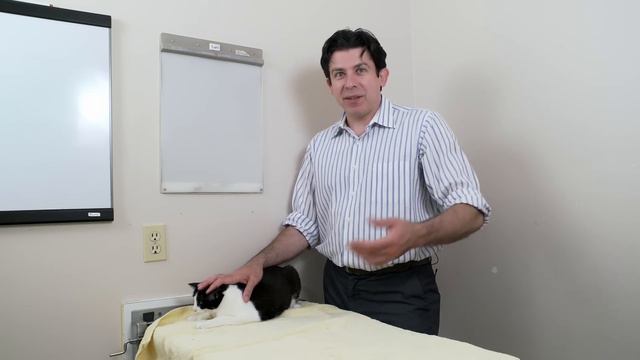 How to tell if your cat is sick смотреть онлайн