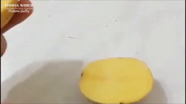 А ты знаешь как хранить мотыля всю зиму в домашних условиях! 4 способа как сохранить мотыля