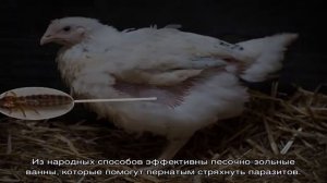 Пероед у кур как избавиться