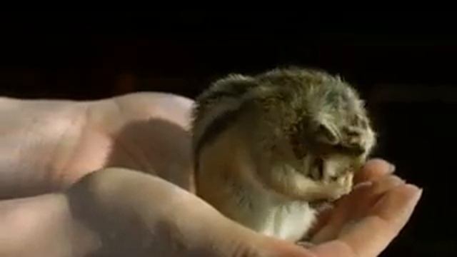 Умывание Джунгарского хомяка в замедленной съемке, животные, смотреть онлайн