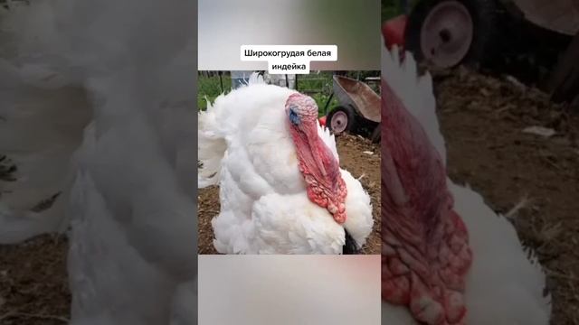 Индюк порода Белая широкогрудая!!! Описание,кормление,уход,особенности содержание,достоинства смотреть онлайн