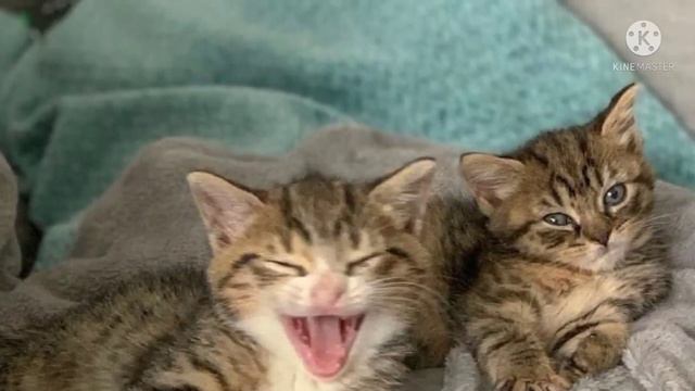 Два больных, крохотны, брошенных котенка не могут жить друг без друга смотреть онлайн