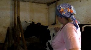 Как при покупке выбрать корову//Признаки молочной и здоровой коровы//