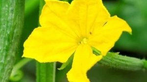 ОГУРЕЦ ЗОЗУЛЯ F1 || ОГУРЕЦ ЗОЗУЛЯ F1 ОПИСАНИЕ ОТЗЫВ ФОТО ПОСАДКА И УХОД #ОГУРЕЦ #ЗОЗУЛЯ #F1