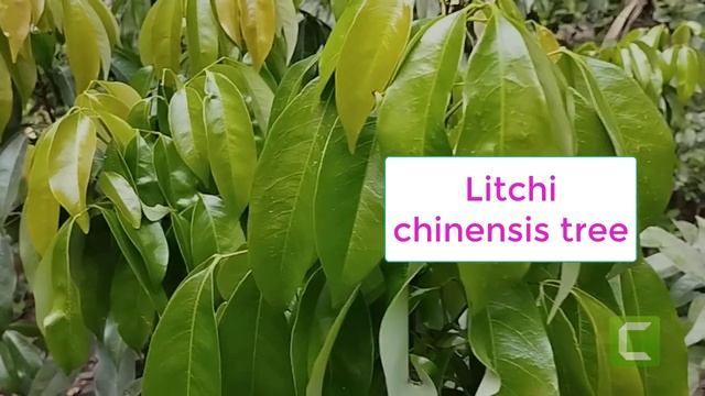 This time our Litchi chinensis Plant || papaya Plant Sompa Rani Full Vlog 17 смотреть онлайн