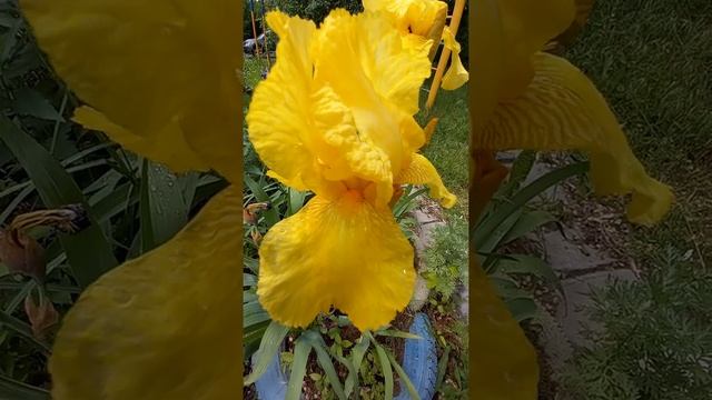 ЖЁЛТЫЙ ИРИС ЗОЛОТОЙ!!! смотреть онлайн