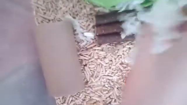 VLOG/ВЛОГ/ МОЁ УТРО И ДЕНЬ С ПИТОМЦАМИ/ NYSHA MASHA PETS смотреть онлайн