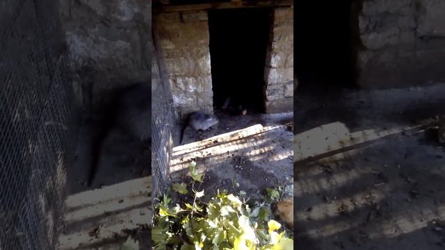 Молодая семья нутрий! смотреть онлайн