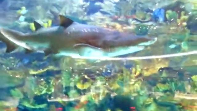 Океан Плаза смотреть онлайн