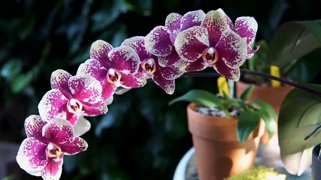 Phalaenopsis Autumn Sun - описание сорта. смотреть онлайн