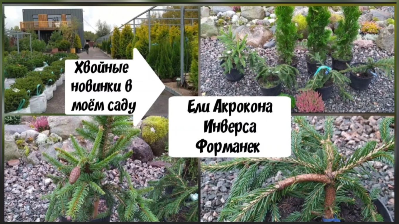 Хвойные новинки в моём саду.Ели Акрокона, Инверса, Форманек.
( 2 октября 2022 г.) смотреть онлайн