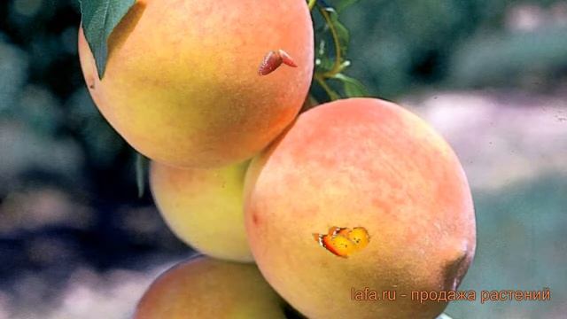 Персик колоновидная Кулон (prunus persica kulon) ? Кулон обзор: как сажать, саженцы персика Кулон смотреть онлайн
