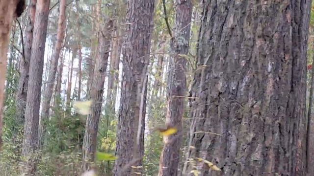 Красота по- Русски! Лес Козьи Горы, Березки. Другое измерение. смотреть онлайн