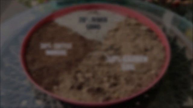 How To Grow Alyssum Flower | SEED TO FLOWER смотреть онлайн