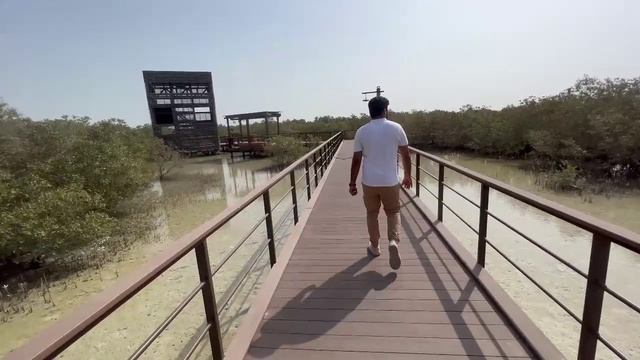Jubail Mangrove Park || Morning walk through nature || MANGROVE WALK- AL JUBAIL ISLAND- ABU DHABI смотреть онлайн