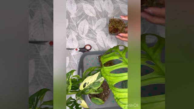 Эскелето и манки вариегатная смотреть онлайн