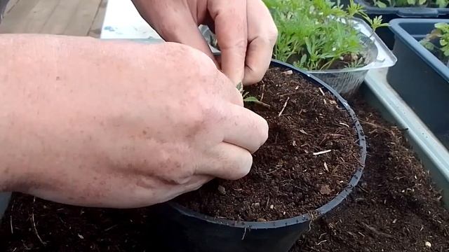 Бархатцы Мери Хелен. Рассаду в горшок. смотреть онлайн