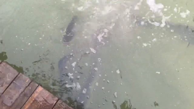 Зарыбление водоема 200 кг сома смотреть онлайн