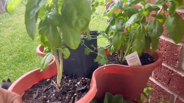 Seedling Update + Orange Peel water + Natural pest repellent & fertilizer + Perilla Leaves смотреть онлайн