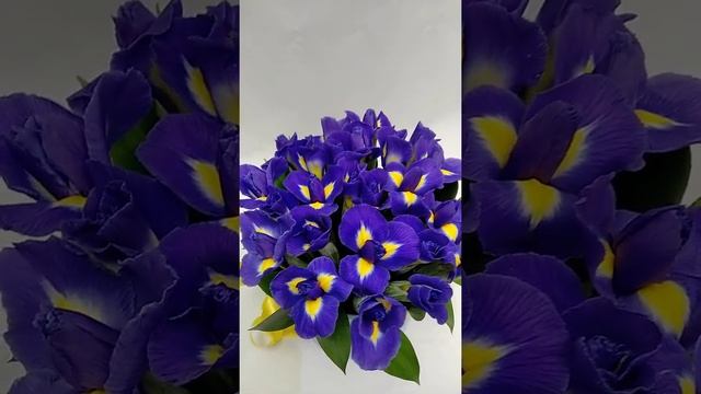 25 ирисов в шляпной коробке смотреть онлайн