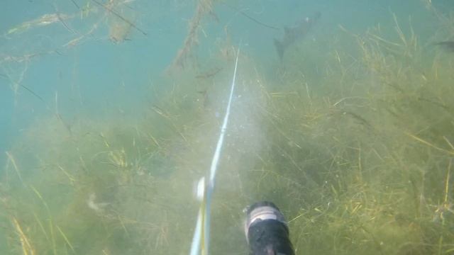 подводная охота осень 2021 кефаль лобан смотреть онлайн