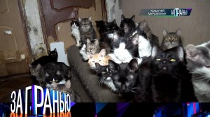 «За гранью»: «Кошачий муравейник» | Выпуск от 1 марта 2023 года