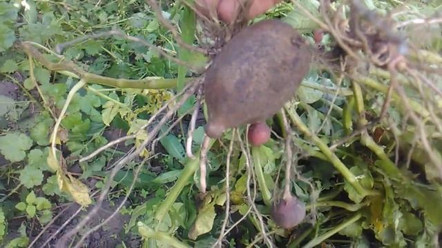 Молодая картошка прорастает?! Что это? смотреть онлайн