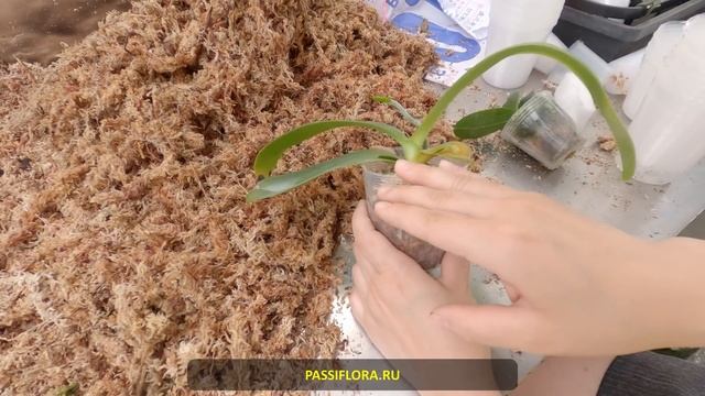 Пересадка от гуру. Мастер-класс Joy Orchid!!! смотреть онлайн