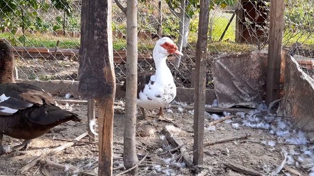 Мускусные утки красного окраса?Продаю? смотреть онлайн