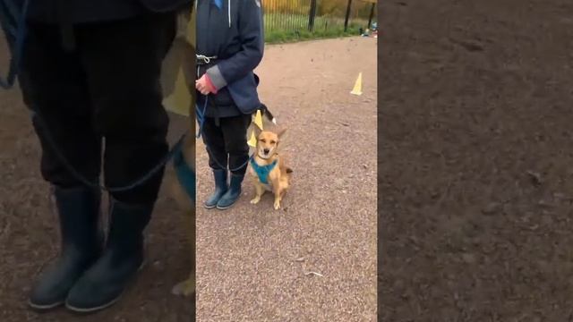 Групповые занятия | Hakuna Matata Dog school | Дрессировка собак смотреть онлайн