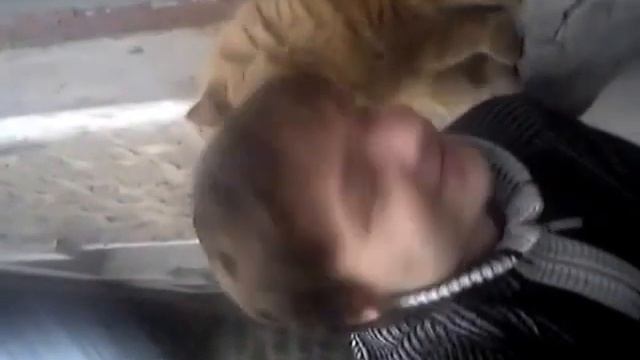 Кошачий воротник смотреть онлайн