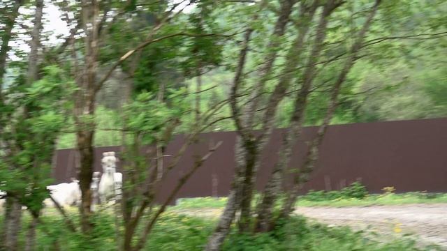 Забавные Козлята смотреть онлайн