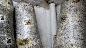 Грибы Вешенка. Влажность в грибном помещении. Как поливать грибы?