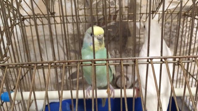 Путешествия с Домашними Питомцами