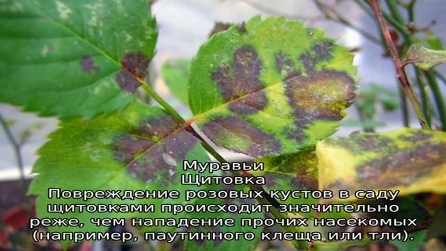 Вредители роз смотреть онлайн
