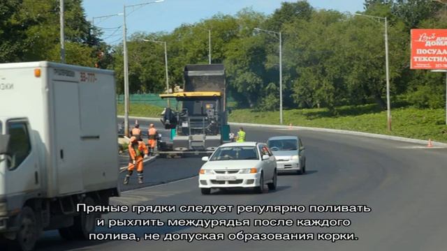Выращиваем петрушку на садовом участке из семян в открытом грунте смотреть онлайн
