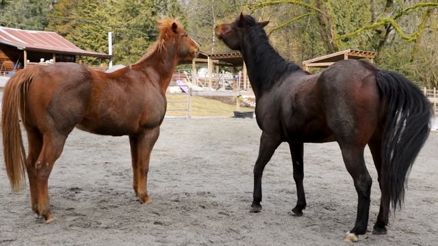 It's True! Horses Change Their Behaviors Based On Who They Are With смотреть онлайн