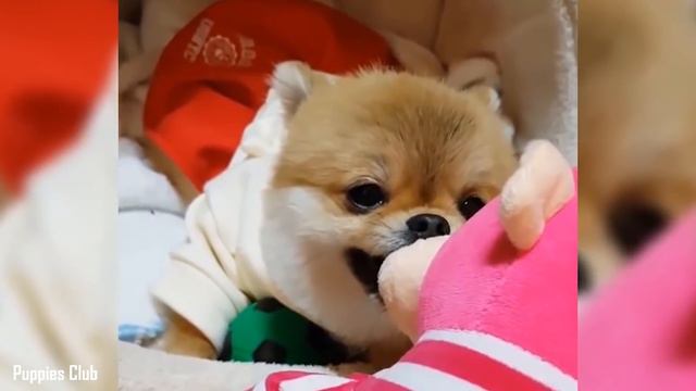 Pomeranian - Top 10 Facts смотреть онлайн